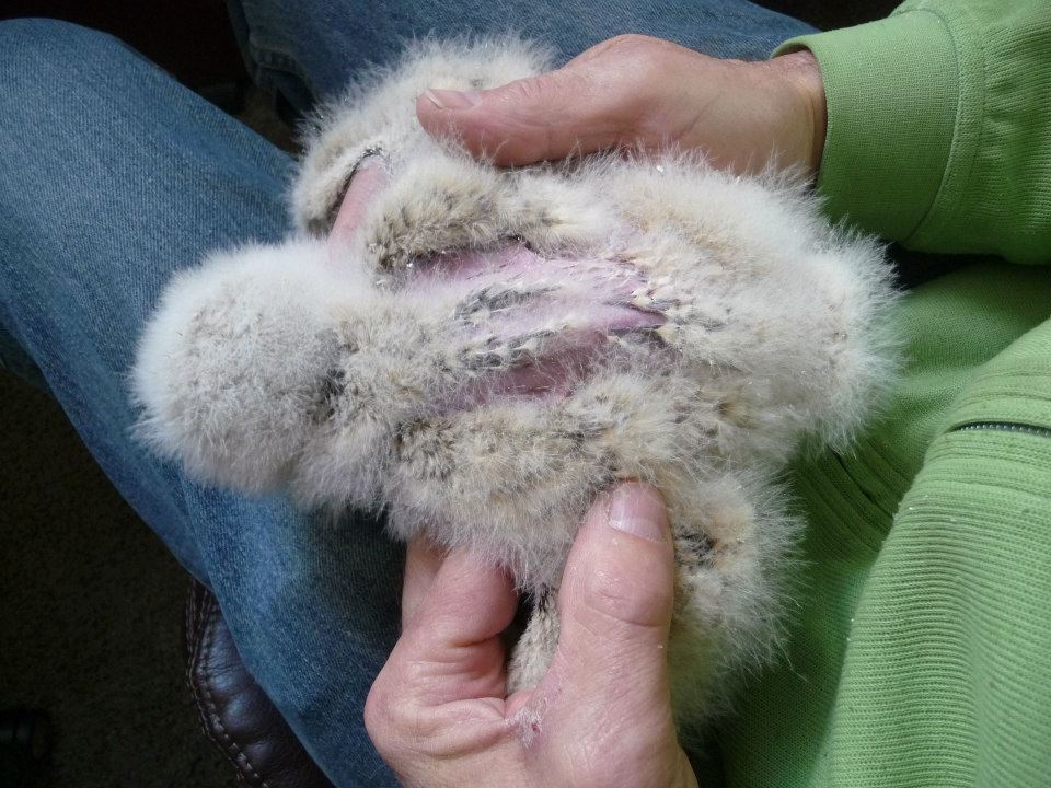 An owlet's back, showing areas without feathers.