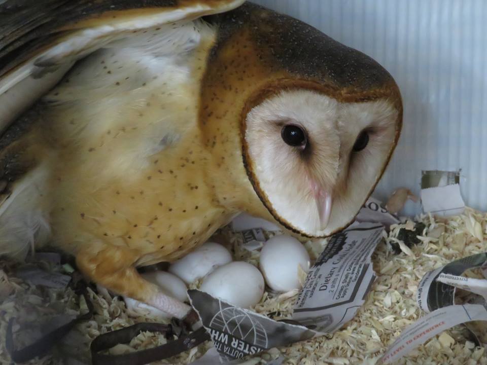 Piper the barn owl defending a clutch of 4 eggs