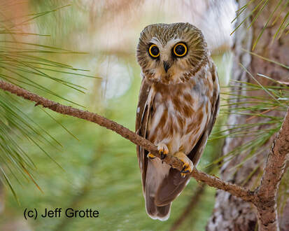 a saw-whet owl with wide eyes