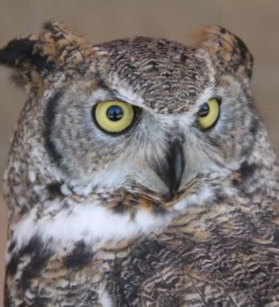 Alice the great horned owl's face