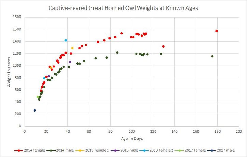Graph of captive-reared great horned owl weights at known ages.