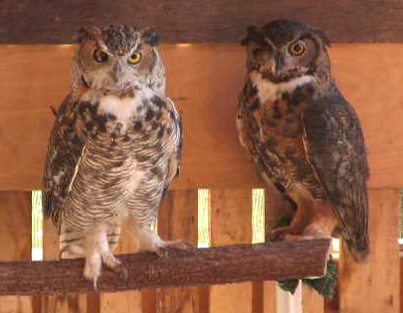 Iris and Rusty the great horned owls