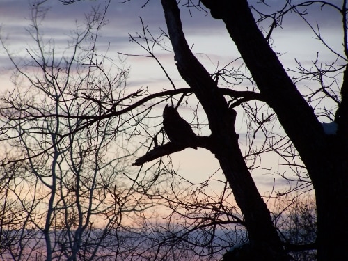 The silhouette of a Great Horned Owl in a tree against a dusk sky