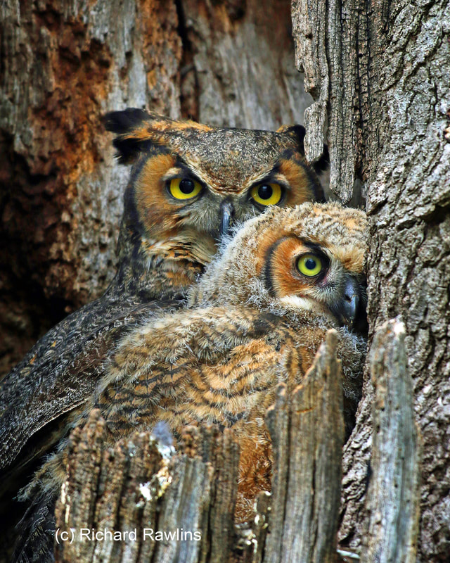 baby horned owls