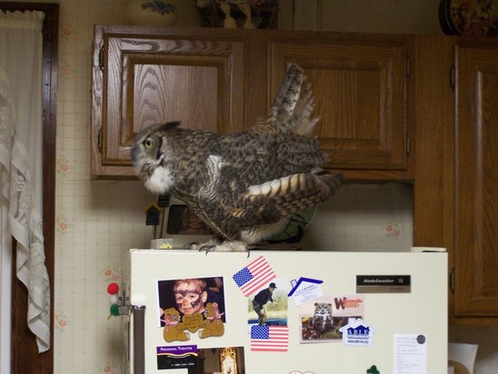 domestic owls for sale